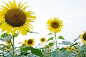 福劳尔花卉乐园